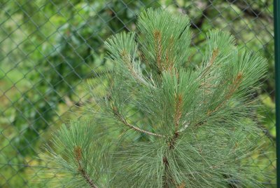 Pinus coulteri - borovice Coulterova